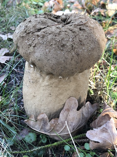 Pestle Puffball