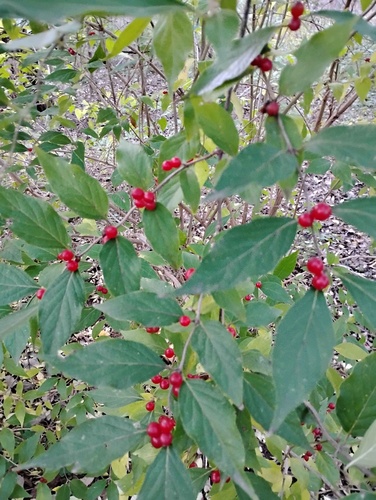 Amur honeysuckle