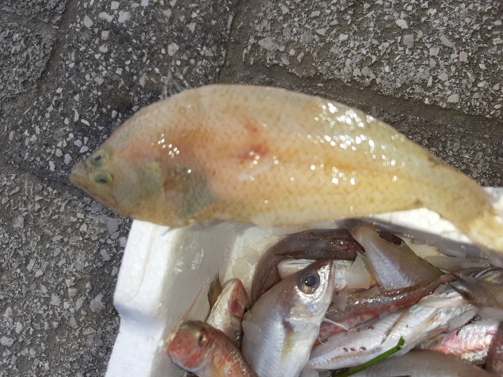 Spotted Flounder