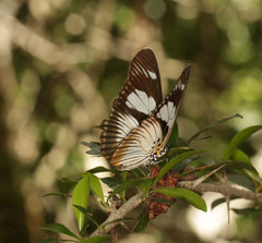 Pseudacraea lucretia