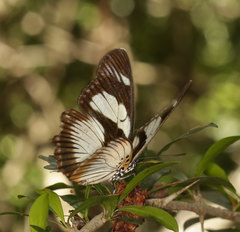 Pseudacraea lucretia