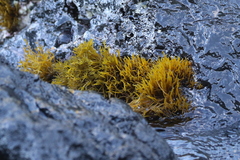 Ahnfeltiopsis concinna