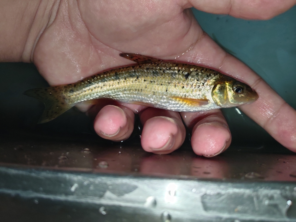 Coin gudgeon (Belligobio nummifer) — Cyprinidae