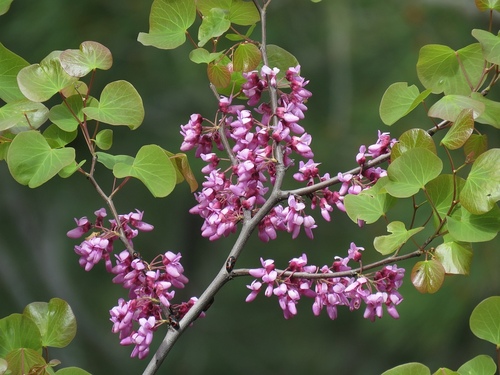 Cercis siliquastrum L.