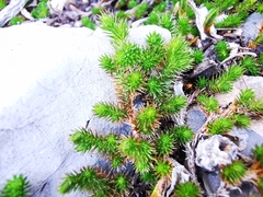 Selaginella wrightii