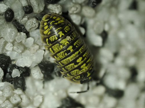 Versicolored Pill Woodlouse, 3204 Kirchberg an der Pielach, Austria, photo 9 of 10