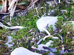 Selaginella wrightii