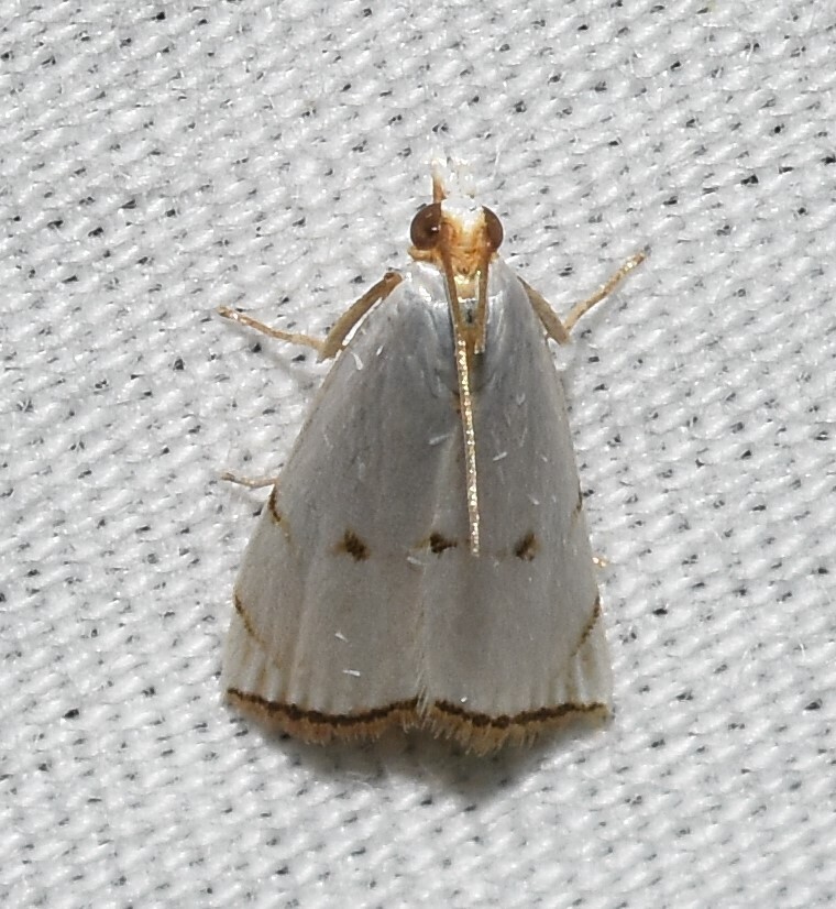 Milky Urola