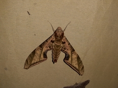 Protambulyx euryalus