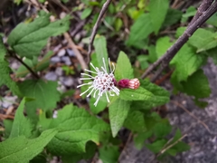 Chromolaena bigelovii