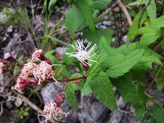 Chromolaena bigelovii
