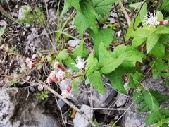 Chromolaena bigelovii