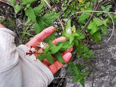 Chromolaena bigelovii