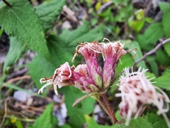Chromolaena bigelovii