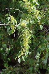 Ziziphus mucronata