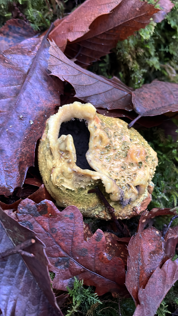 Scleroderma citrinum · November 2025 · photo: © daniel_castanhal (iNaturalist, cc-by)