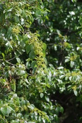 Ziziphus mucronata