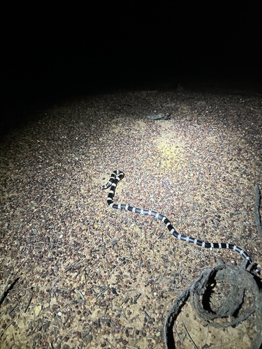 Eastern Bandy Bandy sighting