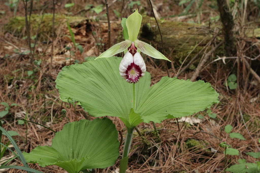 Cypripedium japonicum Thunb.