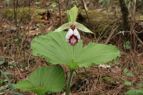 Cypripedium japonicum iNat (1)