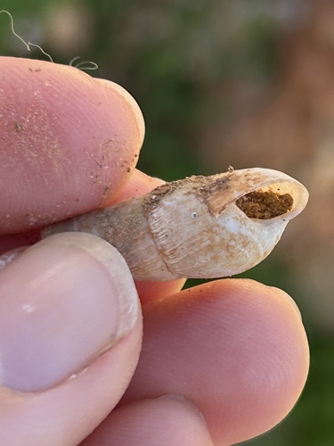 Rumina decollata