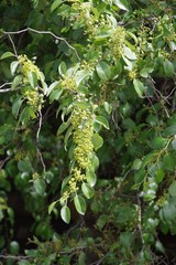 Ziziphus mucronata