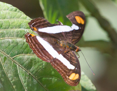 Adelpha basiloides