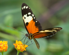 Heliconius hecale melicerta