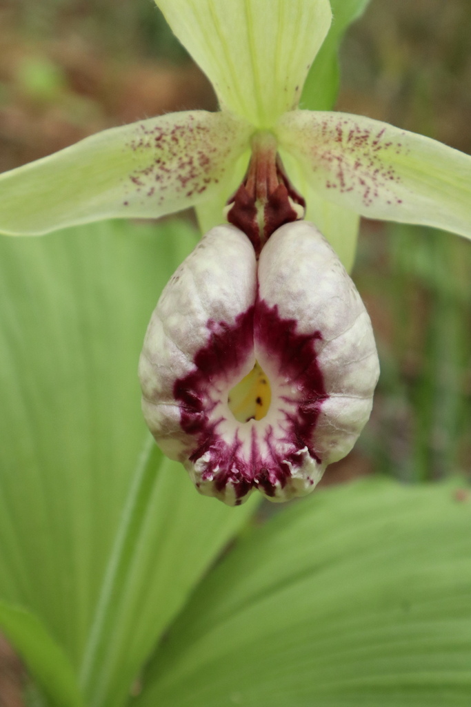 Cypripedium japonicum Thunb. 2