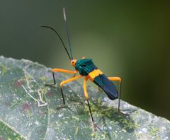 Paryphes