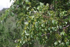 Ziziphus mucronata