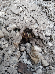 Cyrtodactylus deccanensis