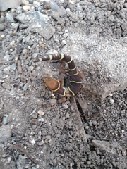 Cyrtodactylus deccanensis