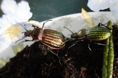 Carabus nitens