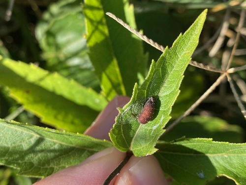 Unknown species found near Hendersonville, TN, USA