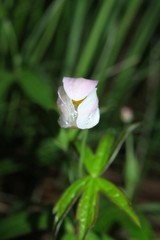 Anemonastrum dichotomum