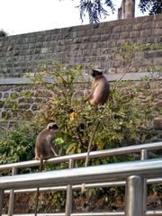 Semnopithecus hypoleucos