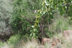 Ziziphus mucronata