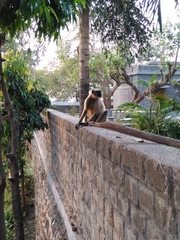 Semnopithecus hypoleucos