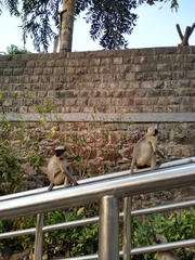 Semnopithecus hypoleucos