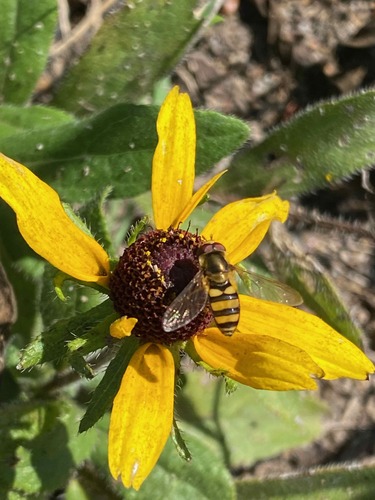 Unknown species found near Hendersonville, TN, USA