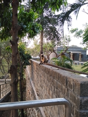 Semnopithecus hypoleucos