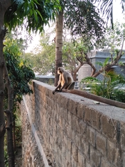 Semnopithecus hypoleucos