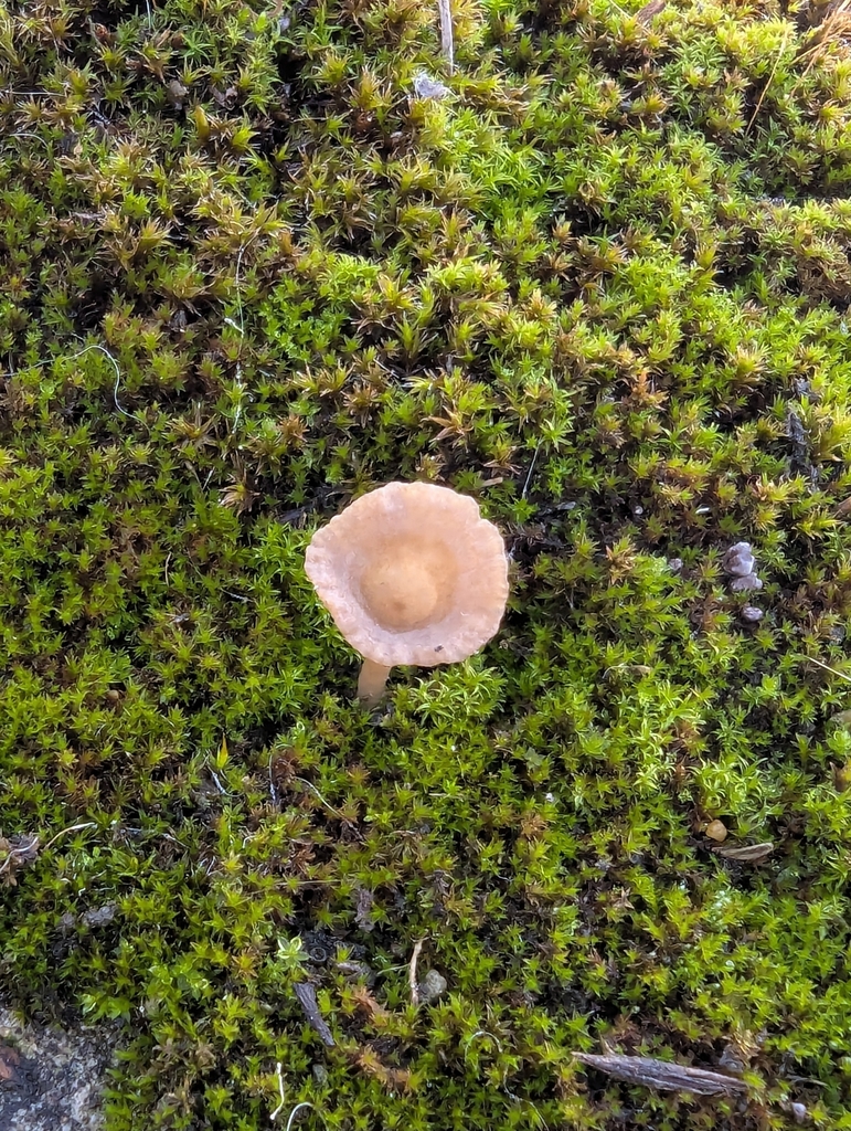 Arrhenia rickenii · November 2025 · photo: © pilmar (iNaturalist, cc0)