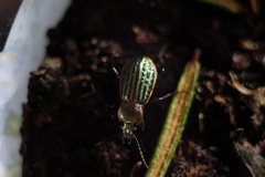 Carabus nitens