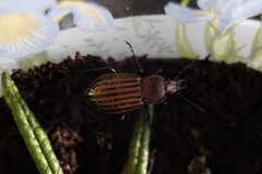 Carabus nitens