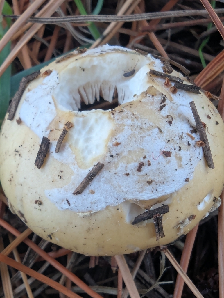 Amanita junquillea · November 2025 · photo: © pilmar (iNaturalist, cc0)