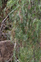 Schinus molle