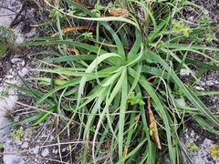 Agave bracteosa