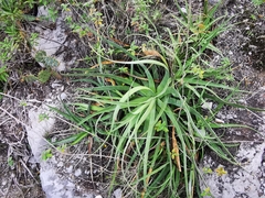 Agave bracteosa